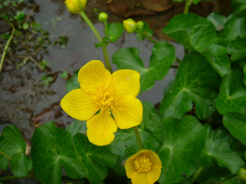 Caltha palustris / Calta palustre